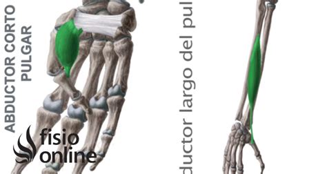 Abductor Corto Y Largo Del Pulgar Qué Son Ubicación Origen