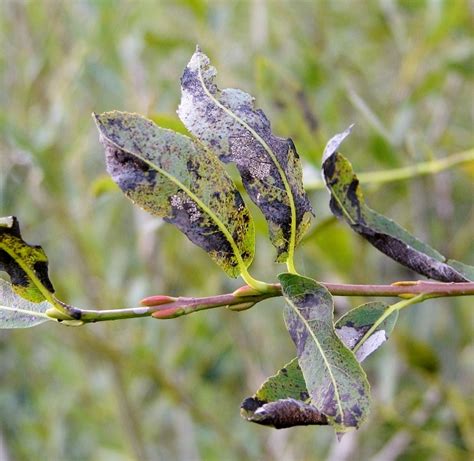 Willow Scab Or Black Canker On Grey © Evelyn Simak Geograph