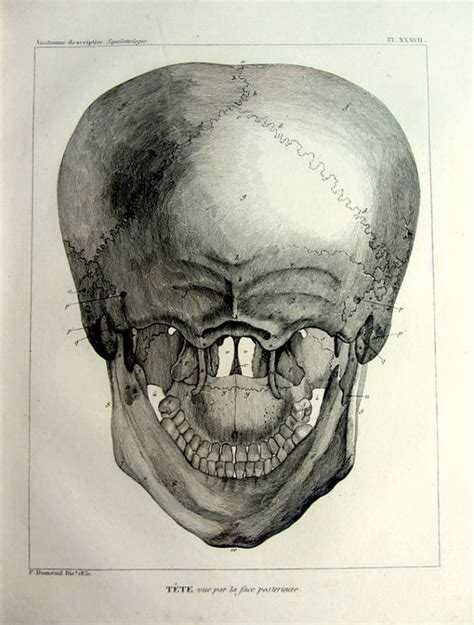The frontal, parietal, temporal and occipital bones are joined at the cranial sutures. 1831 Antique skull back view print original by LyraNebulaPrints, $64.00 | Antique anatomy prints ...