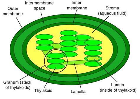Plant cells have chloroplasts to do photosynthesis. Chloroplast Diagram - Pictures, Photos & Images of Plants ...