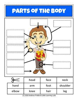 Employ this pdf parts of the human body chart for kindergarten and 1st grade kids, to impart effective learning of body vocabulary. Get a quick cut-n-paste worksheet set for parts of the ...