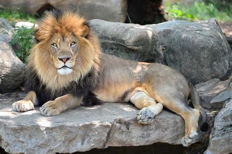 Adult Male Lion Adult Male African Lion Laying On Rocks Affiliate