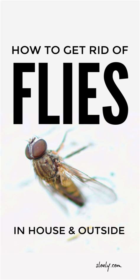 There are lots of ways to get rid of flies without coating your house in unsightly fly tape. Get Rid of Flies