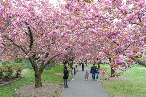 Five Places To See The Cherry Blossoms In Nyc