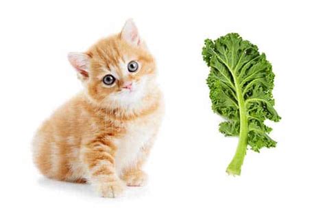 Cats do not only need protein; Can Cats Eat Kale? Is It Healthy For Them?