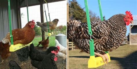 Ideas For Toys And Activities To Entertain Your Chickens Chicken