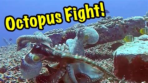 Rare Footage Octopuses Fighting Mating And Changing Colors Youtube