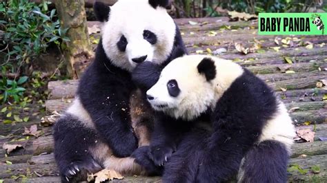 Baby Panda Cute Pandas Funny Pandas Best Compilation35 Youtube