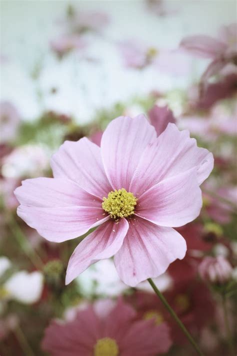 Pink Cosmos Flower Stock Image Image Of Natural Colorful 36878263