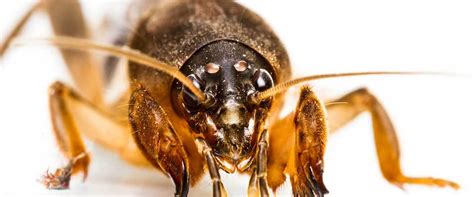 How To Kill Mole Crickets And Prevent Lawn Damage
