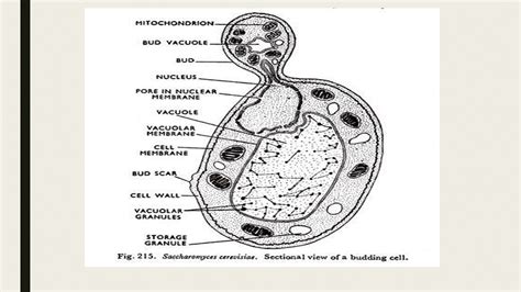 Saccharomyces Diagram