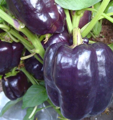 Purple Beauty Pepper Seeds West Coast Seeds