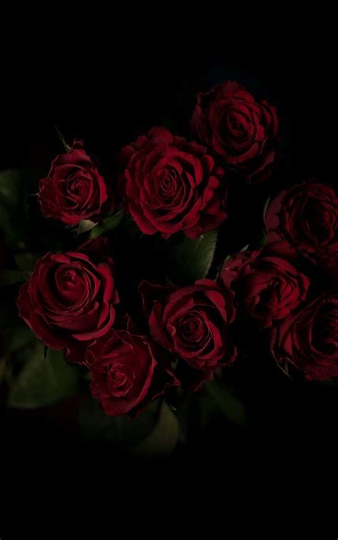 Dark Red Rose Iphone Wallpapers Top Free Dark Red Rose Iphone