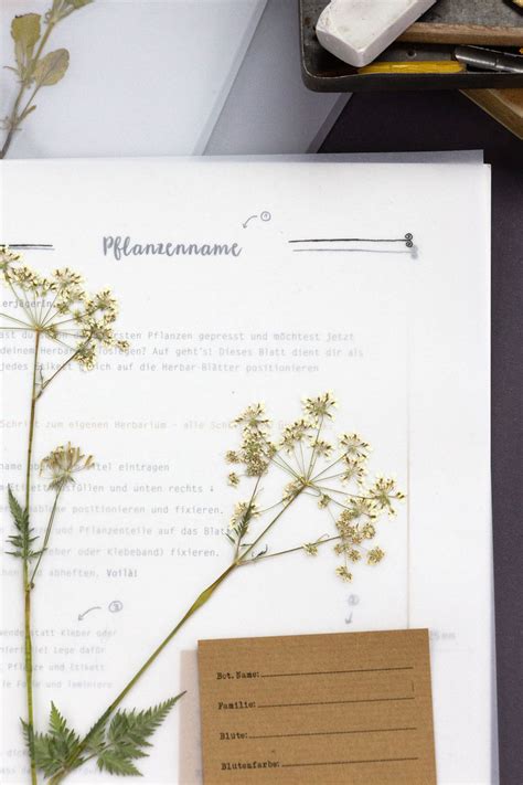 Check spelling or type a new query. Herbarium - Starter-Kit - www.herbarium-vorlagen.de