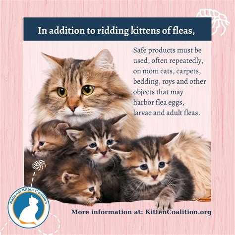 Critical Care For Kittensflea Anemia Part 4 Of 4 National Kitten
