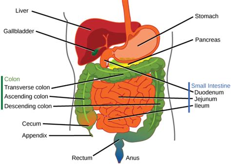 Digestive Systems Boundless Biology