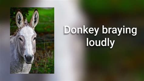Sound Of Donkey Braying Loudly Youtube