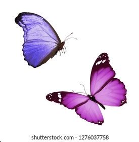 Two Butterfly Flying Isolated On White Stock Illustration