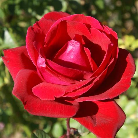 Crimson Spire Ludwigs Roses