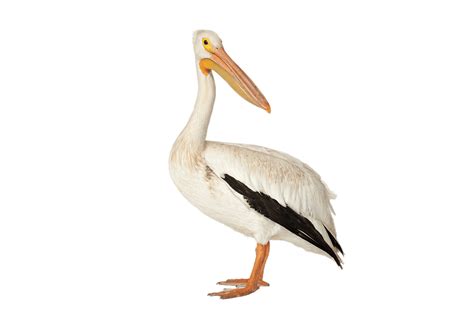 Pelican Png Images Free Download