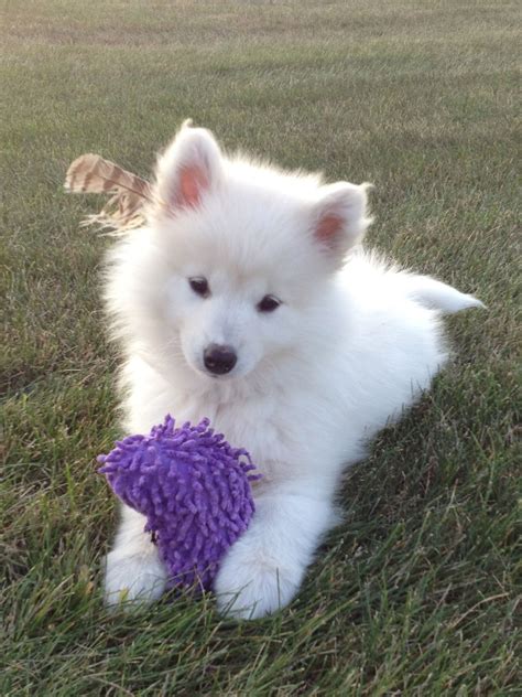 Adorable Samoyed Puppy