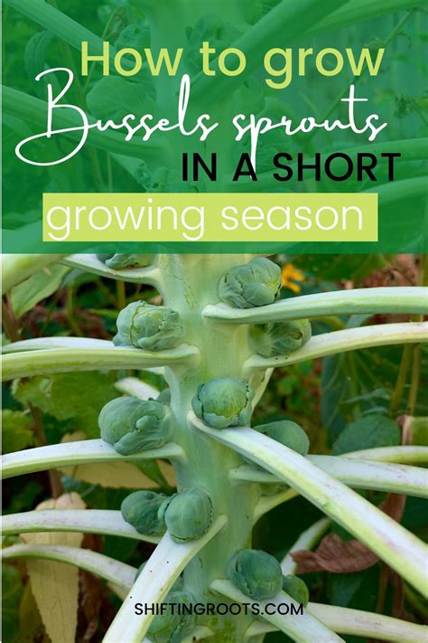 How To Grow Bug Free Brussel Sprouts From Seed Growing Vegetables