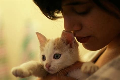 Tips Memelihara Kucing Cara Mudah Merawat Kucing Kesayangan Anda