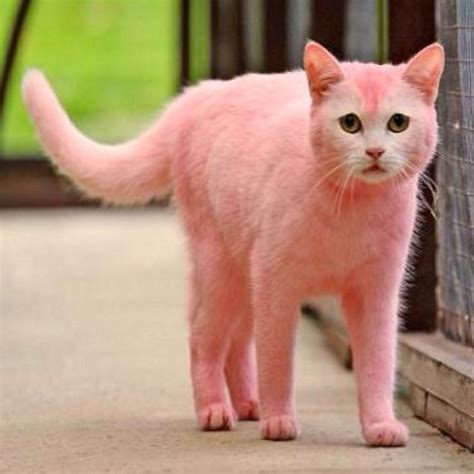 Pin By Hannah Morosini On Pink Things Pink Cat Cute Animals Love Pet