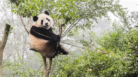 Pandas Used To Eat Meat Then Went Vegetarian But Now Just Eat Bamboo