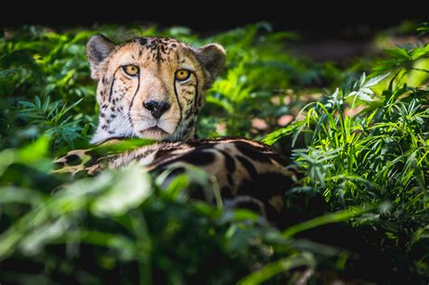 Wildlife