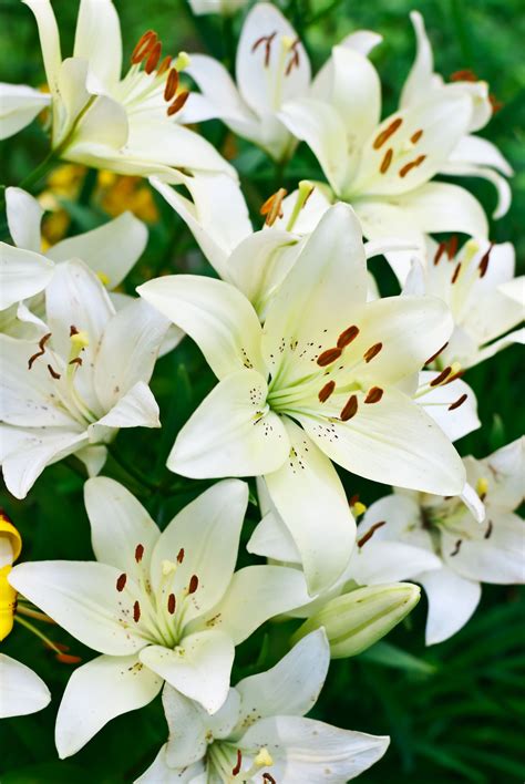 10 Fascinating Facts About Lilies White Lilies Day Lilies White