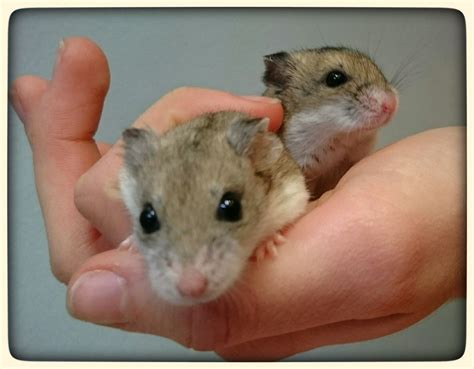 2 Female Chinese Dwarf Hamsters Tiere