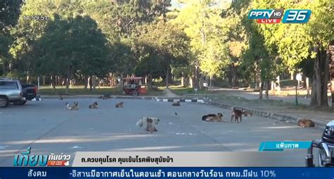 ถ้าผู้สัมผัสโรคมาฉีดวัคซีนป้องกันโรคพิษสุนัขบ้าวันที่ 0 แล้วมาอีกทีวันที่ 10 สุนัขที่กัดมีอาการปกติ ควรทำอย่างไร คำตอบ. แนะเจ้าของพาสุนัข-แมว ไปฉีดวัคซีนป้องกันโรคพิษสุนัขบ้า ...