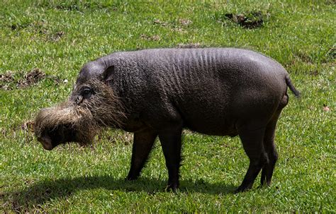 Bornean Bearded Pig Blindbild