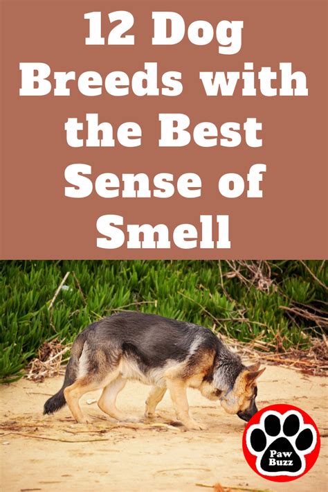 What Dog Has The Best Sense Of Smell Stom