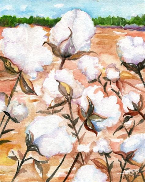 Cotton Paintingwatercolor Of Cotton Bolls 8 X 10 Botanical Art
