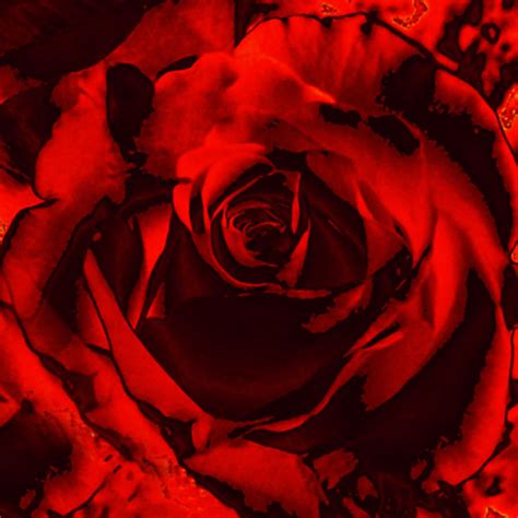 Seductive Red Rose Photograph By Maggie Vlazny