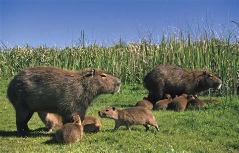 Capybara Description Behavior And Facts Britannica