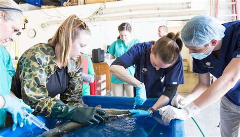 Chicago Zoological Society Performing Surgery On A Fish