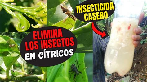 Insecticida Casero Para Eliminar Todos Los Insectos En La Planta De
