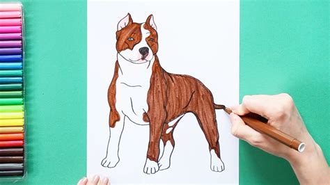 How To Draw A Pitbull Step By Step