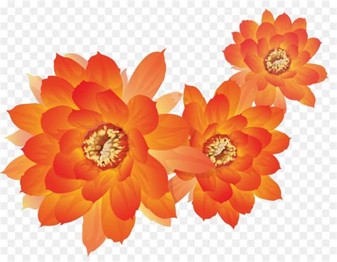 Free Orange Flower Transparent Download Free Orange Flower Transparent