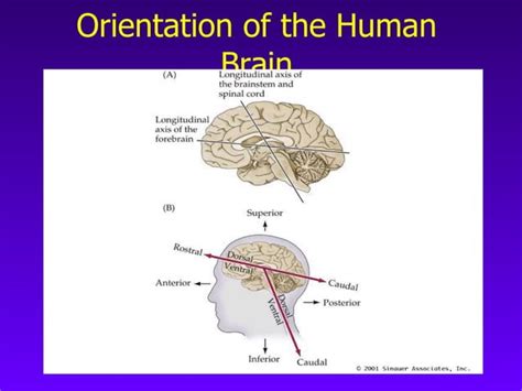 Neuroanatomy Chapter 7 Ppt