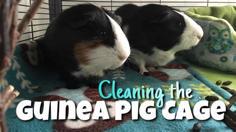 Cleaning The Guinea Pig Cage Triple Wide Critter Nation Youtube
