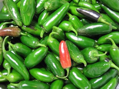 Hot Pepper Jalapeno Seeds Certified Organic Garden Hoard