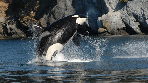 Study Suggests Surprising Reason Killer Whales Go Through Menopause