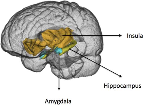 Amygdala Hippocampus Prefrontal Cortex