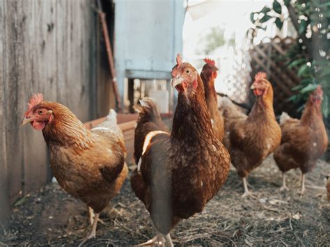 Multistate Salmonella Outbreak In Backyard Poultry