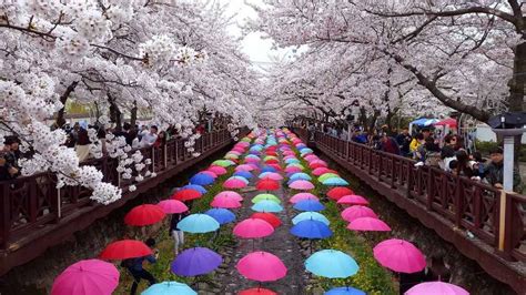 Koreas 2018 Cherry Blossom Forecast And The Best Viewing Spots Klook