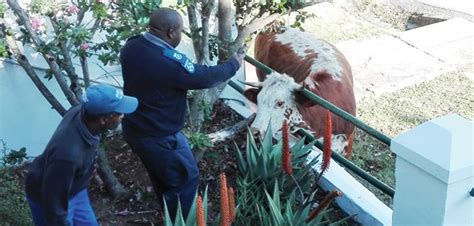Cow Stuck In A Garden Fence